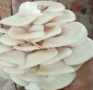 White Oyster Mushroom