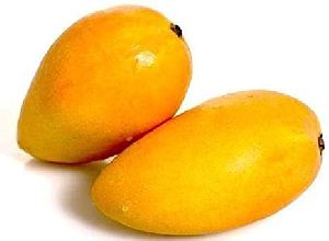 Alphonso Mango