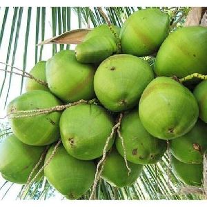 Natural Green Coconut