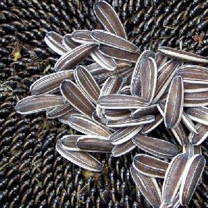 hybrid sunflower seeds