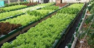 Aquaponics Farm Consultant