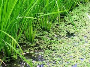 Azolla Cultivation Consultant