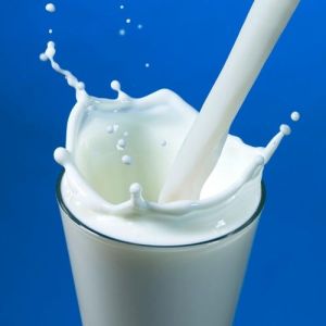 Milk Processing Consultant