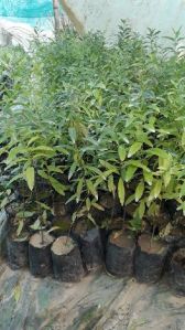 White Sandalwood Plant