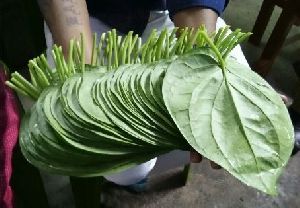 Betel Leaves