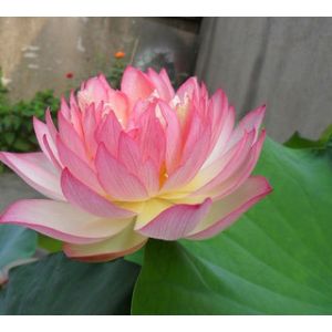 Lotus Flower