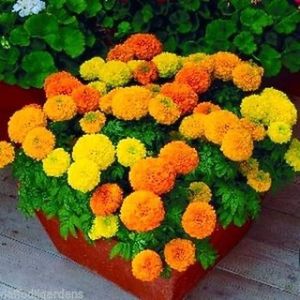 Marigold Flowers