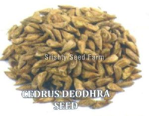Cedrus Deodara Seeds