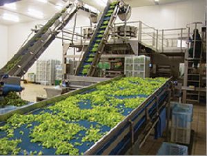 vegetable processing plant