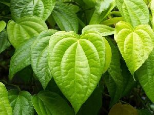 Betel Leaf