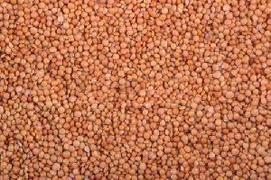 whole masoor dal