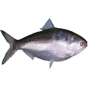 Hilsa Fish