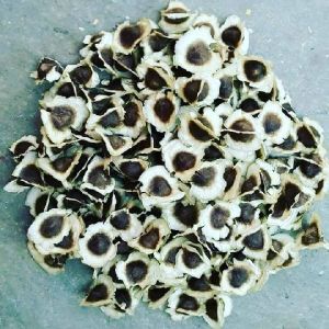 Organic Moringa Seeds