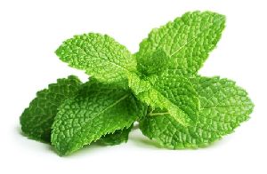 Fresh Peppermint Leaves