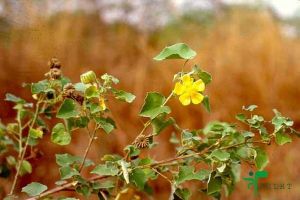 Thuthi Ilai / Abutilon indicum