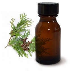 cedar leaf oil