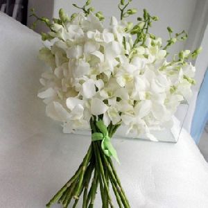 white orchid flower