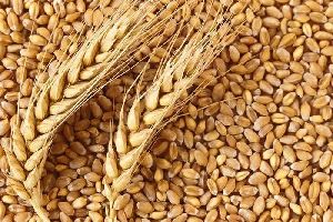 Wheat Seeds