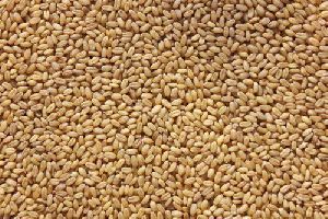 Sharbati Tukdi Wheat