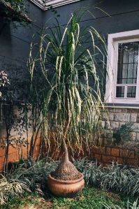 Ponytail Palm - Beaucarnea Recurvata