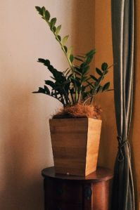 Wooden Planter with Zamia Plant - Zanzibar Gem