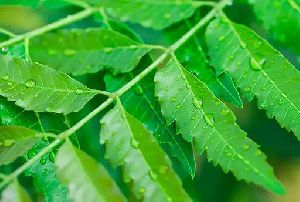 Neem Leaves