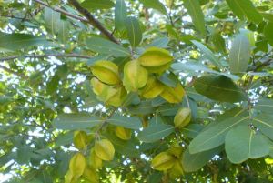 Terminalia Arjuna