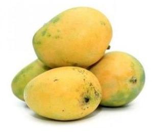 Fresh Banganapalli Mango