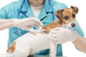 Pet Vaccination