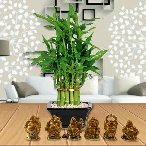 2 layer lucky bamboo plant glass pot, laughing buddha statue set