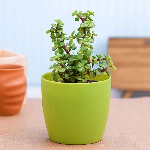 Outdoor Jade Plant in an Attractive Plastic Pot