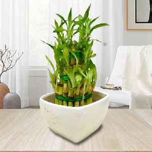 Symbol of Good Luck 3 Tier Leafy Bamboo Plant in Ceramic Pot