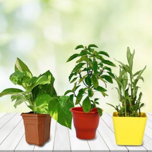 Wish Good Luck Planter Set of Money Plant, 2 Layered Bamboo Tree and Holy Tulsi Plant