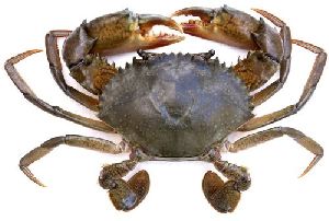 live crabs