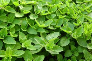 Marjoram Leaves