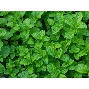 Mint Leaves