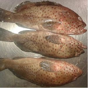 Frozen Reef Cod Fish