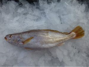 Frozen Tigertooth Croaker Fish