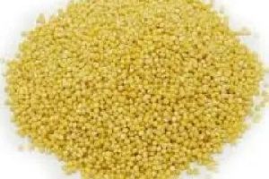 proso millet