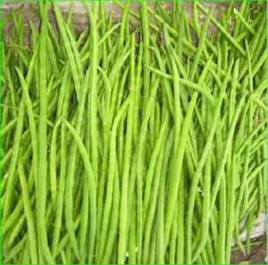 Fresh Moringa Sticks