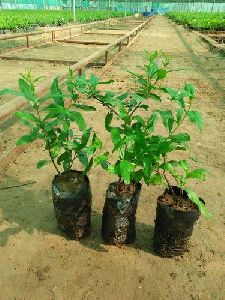 Pomegranate Tissue Culture Plant