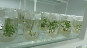 Potato Tissue Culture