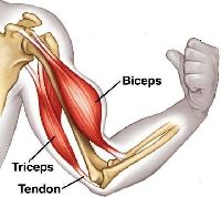 Shoulder replacement specialist in Bangalore