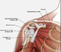 Shoulder replacement specialist in Bangalore