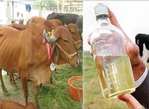 Cow Urine