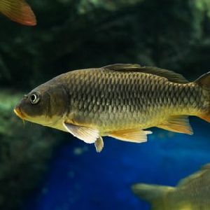 common carp fish