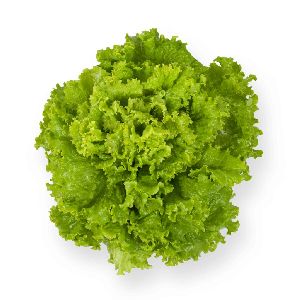 Locarno Lettuce