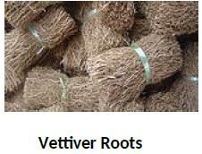 Vetiver Roots