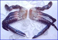 Chesapeake Blue Crab