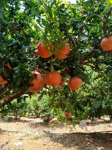 Pomegranate